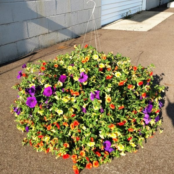 Hanging Basket