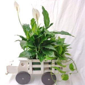 Plant Truck