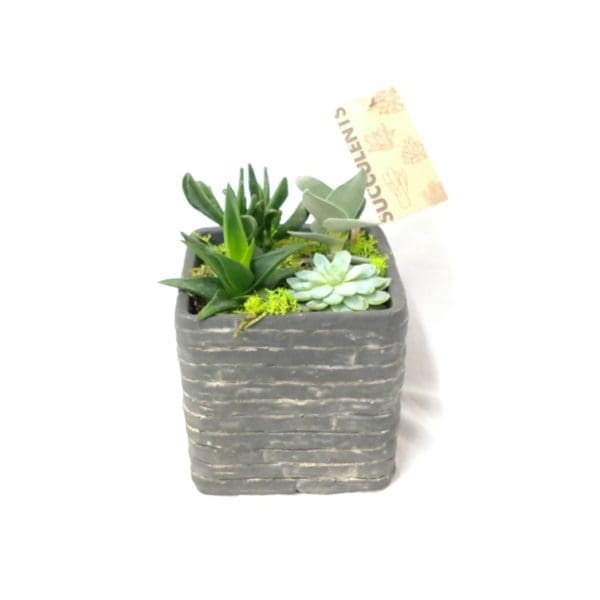 Succulents39