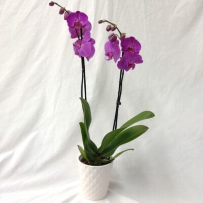 ORCHID PLANT